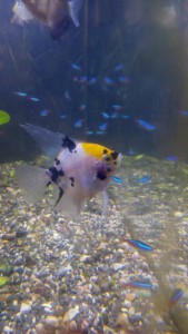 отдам в дар - IMG_20151209_224225.jpg