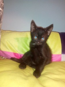 Бесплатно котята к новому году  - IMG_20151123_163037.jpg