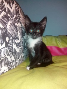 Бесплатно котята к новому году  - IMG_20151123_163448.jpg