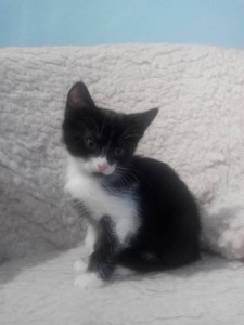 Бесплатно котята к новому году  - IMG_20151127_094130.jpg