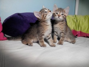 Бесплатно котята к новому году  - IMG_20151129_191623.jpg