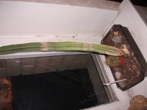 цветы - DSCF4404.JPG