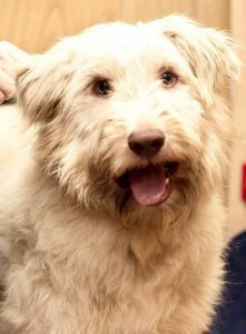 Москва и МО Щенок Южнорусской овчарки в добрые руки  - 1.jpg