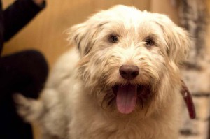 Москва и МО Щенок Южнорусской овчарки в добрые руки  - 3.jpg