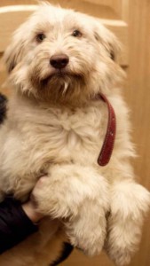 Москва и МО Щенок Южнорусской овчарки в добрые руки  - 5.jpg