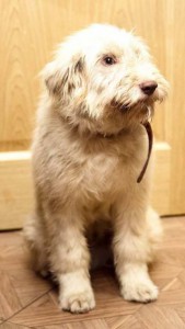 Москва и МО Щенок Южнорусской овчарки в добрые руки  - 4.jpg