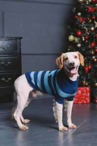 Москва и МО Метис Спаниеля по имени Марс - 1.JPG