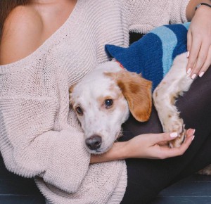 Москва и МО Метис Спаниеля по имени Марс - 3.JPG