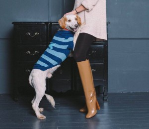 Москва и МО Метис Спаниеля по имени Марс - 5.JPG