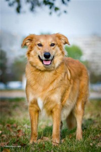 Дашенька - рыжее солнышко в добрые руки  - f315ef9ebc17.jpg