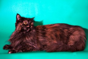 Москва и МО Мега-пушистая и трех-цветная кошечка ищет дом  - 3.jpg