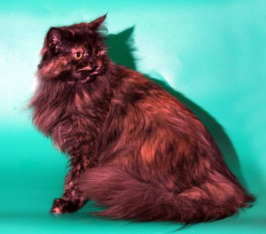 Москва и МО Мега-пушистая и трех-цветная кошечка ищет дом  - 1.jpg