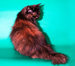 Москва и МО Мега-пушистая и трех-цветная кошечка ищет дом  - 2.jpg