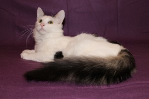 Москва и МО Полугодовалый котик по имени Вуди ищет семью  - 1.JPG