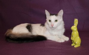 Москва и МО Полугодовалый котик по имени Вуди ищет семью  - 3.jpg