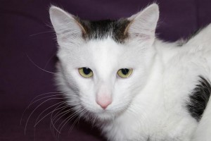 Москва и МО Полугодовалый котик по имени Вуди ищет семью  - 4.jpg