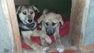 Москва и МО Очаровательные щенята-девчата ищут дом  - 1девочки.jpg