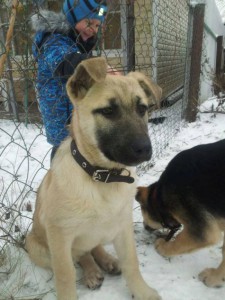 Москва и МО Очаровательные щенята-девчата ищут дом  - 2девочки.jpg