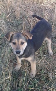 Москва и МО Очаровательные щенята-девчата ищут дом  - 3Алиса.jpg