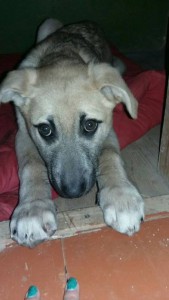 Москва и МО Очаровательные щенята-девчата ищут дом  - 4Лайма.jpg