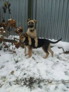 Москва и МО Очаровательные щенята-девчата ищут дом  - 5Алиса и Лайма.jpg