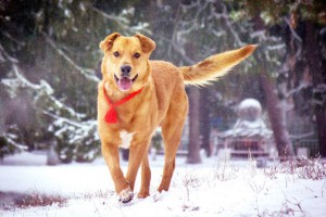 Москва и МО Золотой пёс Торрес ищет золотых хозяев себе под стать  - 1.jpg