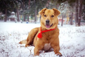 Москва и МО Золотой пёс Торрес ищет золотых хозяев себе под стать  - 2.jpg