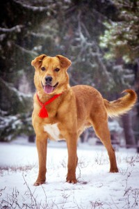 Москва и МО Золотой пёс Торрес ищет золотых хозяев себе под стать  - 3.jpg