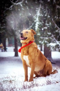 Москва и МО Золотой пёс Торрес ищет золотых хозяев себе под стать  - 4.jpg