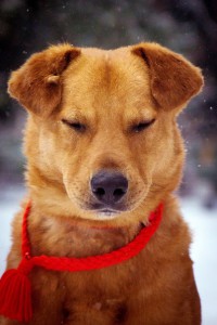 Москва и МО Золотой пёс Торрес ищет золотых хозяев себе под стать  - 5.jpg