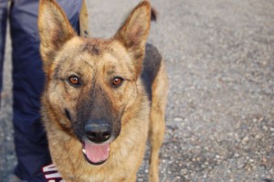 Москва и МО Чарли – метис Немецкой овчарки  - 1.jpg