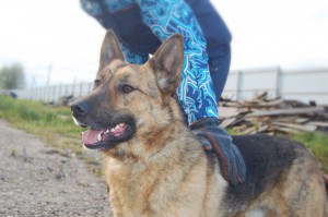 Москва и МО Чарли – метис Немецкой овчарки  - 2.jpg