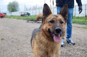 Москва и МО Чарли – метис Немецкой овчарки  - 3.jpg