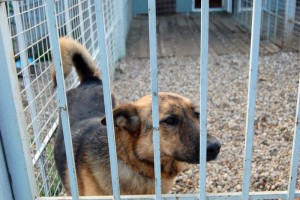 Москва и МО Чарли – метис Немецкой овчарки  - 4.jpg