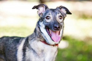 Москва и МО Скромная и ласковая Джесс ищет семью - 2.jpeg