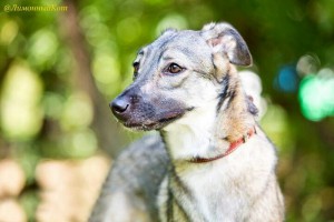 Москва и МО Скромная и ласковая Джесс ищет семью - 3.jpeg