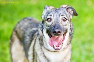 Москва и МО Скромная и ласковая Джесс ищет семью - 4.jpeg