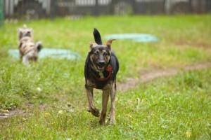 Москва и МО Эту собачку зовут Варя  - 2.jpg