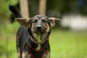 Москва и МО Эту собачку зовут Варя  - 3.jpg