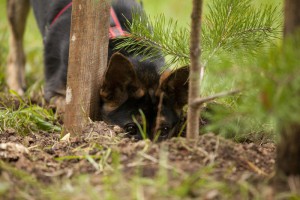 Москва и МО Эту собачку зовут Варя  - 4.jpg