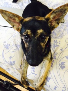 Москва и МО Эту собачку зовут Варя  - 5.jpg