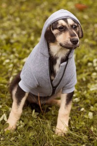 Москва и МО Пять щенков ищут семью  - 2.jpg