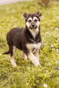 Москва и МО Пять щенков ищут семью  - 3.jpg