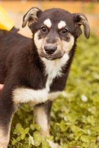 Москва и МО Пять щенков ищут семью  - 5.jpg