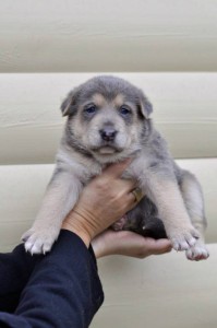 Москва и МО Щенки эксклюзивного окраса - голубые с бежевым подпалом и не только  - 1.jpg