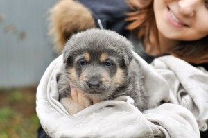 Москва и МО Щенки эксклюзивного окраса - голубые с бежевым подпалом и не только  - 2.jpg