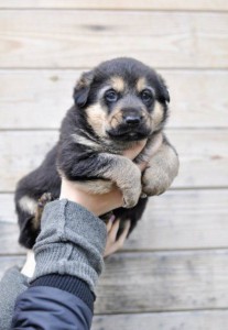 Москва и МО Щенки эксклюзивного окраса - голубые с бежевым подпалом и не только  - 3.jpg