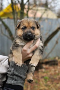 Москва и МО Щенки эксклюзивного окраса - голубые с бежевым подпалом и не только  - 4.jpg