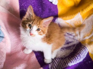 В дар рыжие с белым котята - murzilka_1.jpg