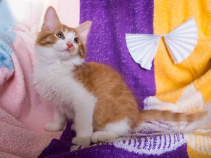 В дар рыжие с белым котята - murzilka_2.jpg